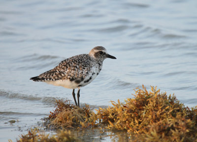 Black-bellied Plover, Packery Channel