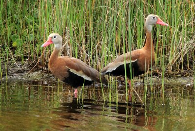 Black-bellied Whistling Ducks, Packery Channel