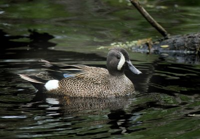 Blue-winged Teal, Paradise Pond