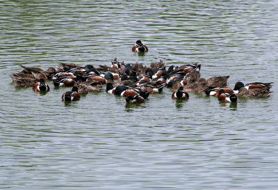 Feeding Shovelers 2006