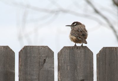 Cactus Wren, 2006