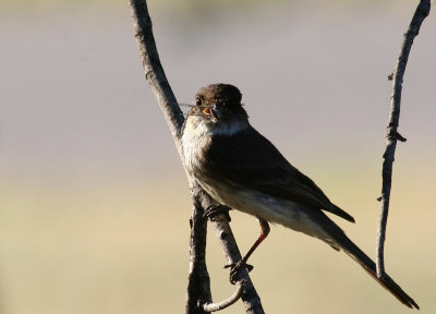 Eastern Phoebe at South Llano River SP