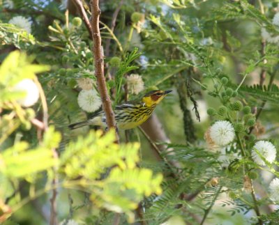 Cape May Warbler at Packery Channel