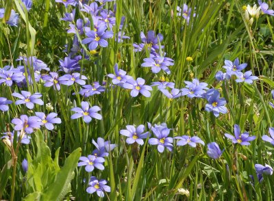 Blue-eyed Grass along Lakeshore Drive