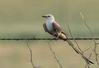 Scissortail Flycatcher on Key Ranch Road
