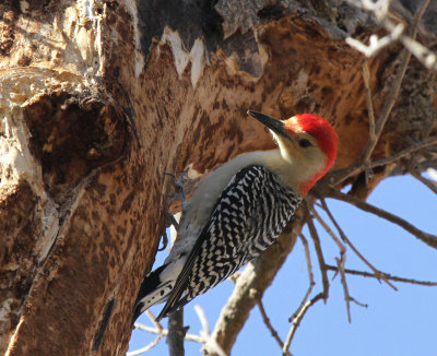 Red-bellied Woodpecker