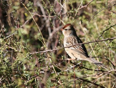 White-crowned Sparrow,  Fisher Farm