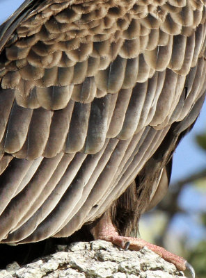 Feathers and Feet