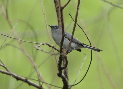 Blue-gray Gnatcatcher, Paradise Pond