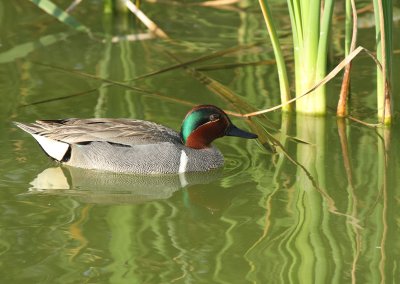 Iridescent Green-winged Teal, Birding Center