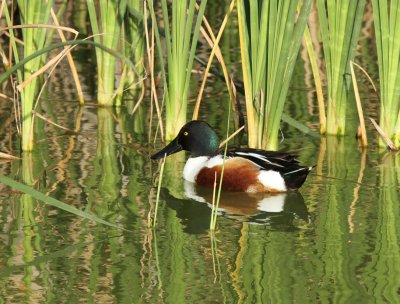 Northern Shoveler, Birding Center