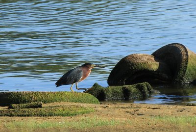 Green Heron