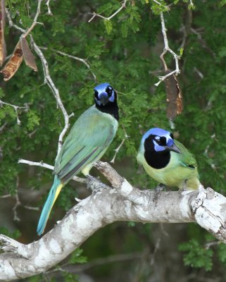 Green Jays at Hazel Bazemore