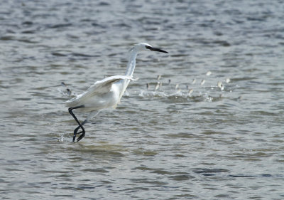 White Morph Reddish Egret at Packery Channel