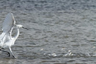White Morph Reddish Egret with Fish