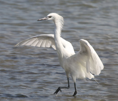 White Morph Reddish Egret
