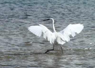 White Morph Reddish Egret with Fish