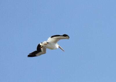 American White Pelican Birding Center