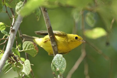 Wilsons Warbler at Hazel Bazemore