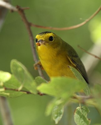 Wilson's Warbler at Hazel Bazemore