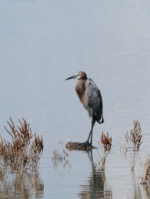 Reddish Egret at Packery Channel
