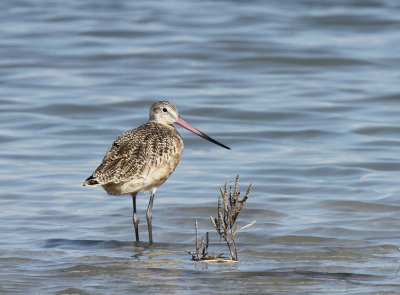 Marbled Godwit at Packery Channel