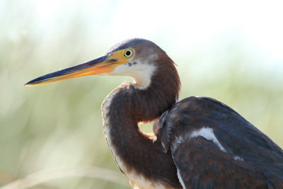 Tri-colored Heron Birding Center