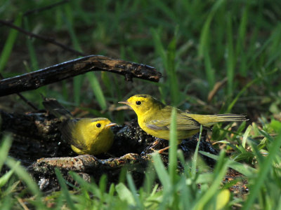 Wilson's Warblers Birding Center