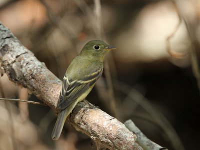 Yellow-bellied Flycatcher Paradise Pond