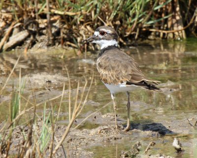 Killdeer at Hazel Bazemore