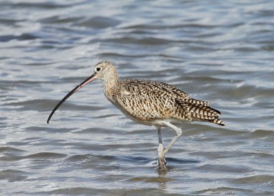 Long-billed Curlew Packery Channel