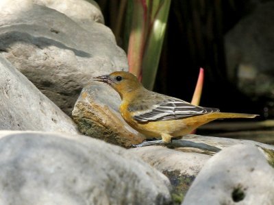Baltimore Oriole Warbler Woods