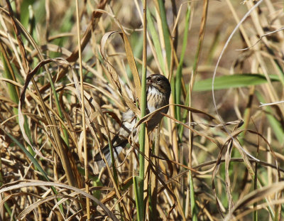 Lincoln's Sparrow, Scout Pond, Warbler Woods