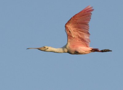 Lynn's Roseate Spoonbill, Birding Center, Port Aransas