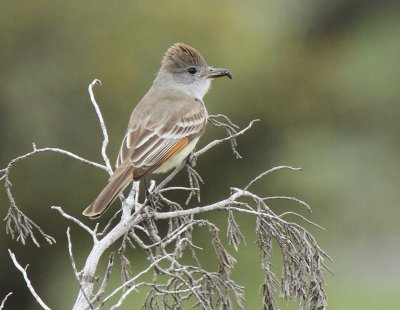 Ash-throated Flycatcher at Wilson's Ranch