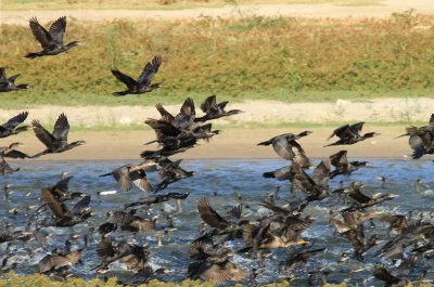 Neotropic Cormorants Feeding