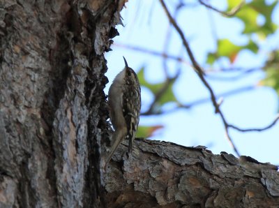 Brown Creeper