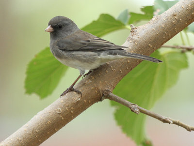 Dark-eyed Junco