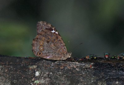 White-spotted Satyr at Estero Llano Grande State Park