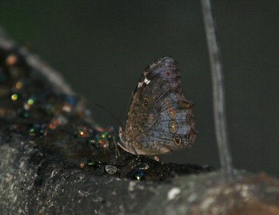 White-spotted Satyr