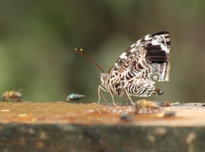 Blomfild's Beauty, Rio Grande Valley