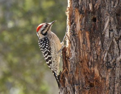 Ladderback Woodpecker at Falcon Dam