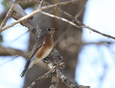 Eastern Bluebird, Salineno