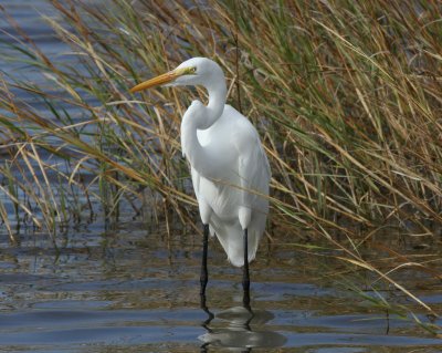 Great Egret, South Padre Island