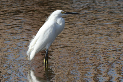 Snowy Egret, South Padre Island