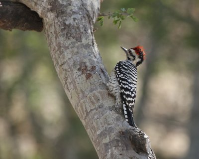 Ladderback Woodpecker at Falcon Park