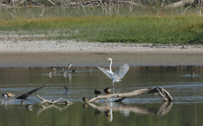 Shrinking Ponds at Santa Ana NWR