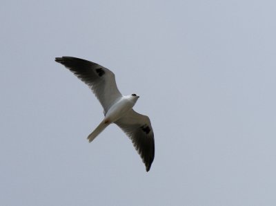 White-tailed Kite, Sabal Palm