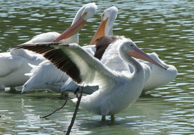 American White Pelican, Edinburg Wetlands