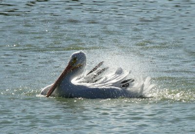 American White Pelican, bathing, Edinburg Wetlands